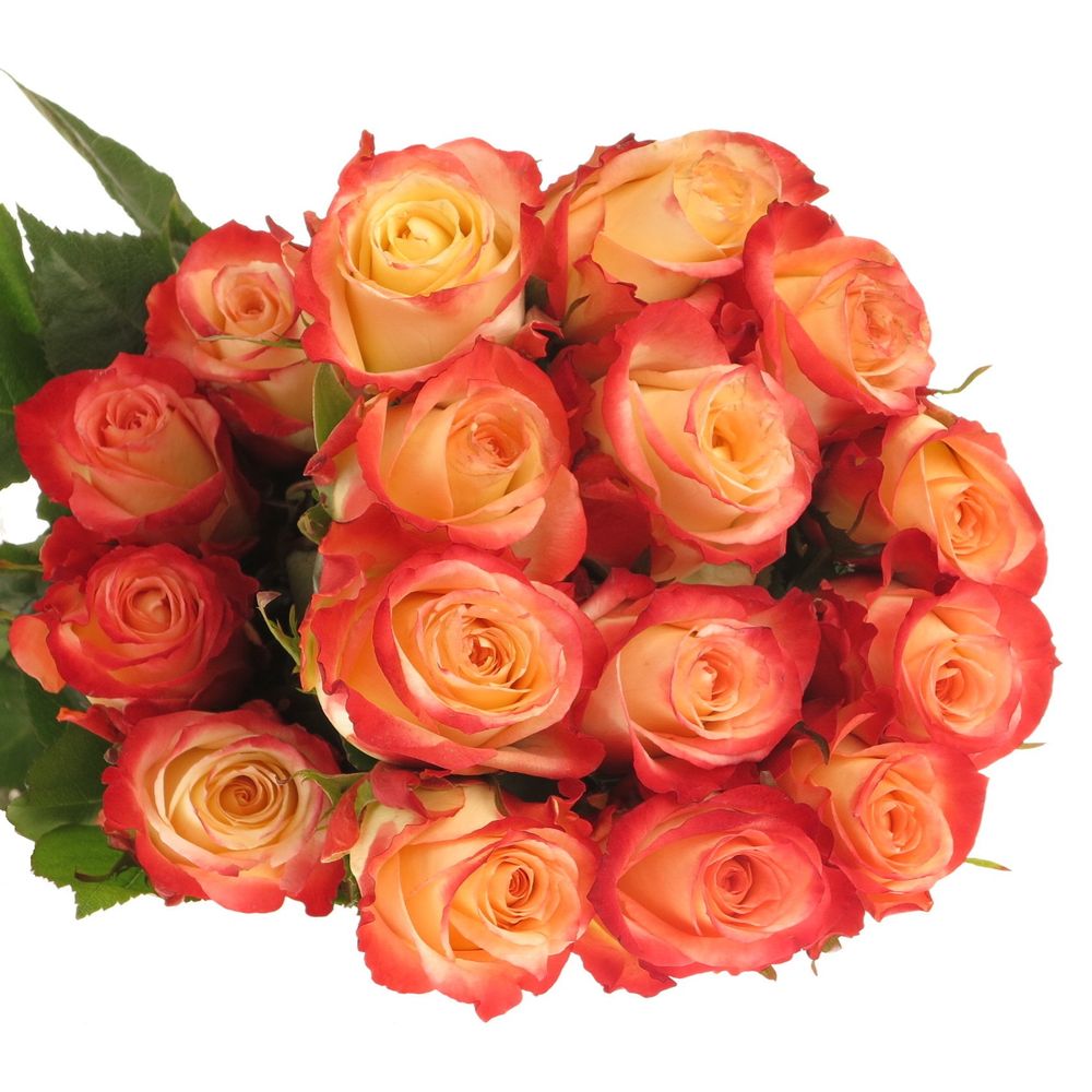Rose creme/rosa Cabaret (Ec) 50cm