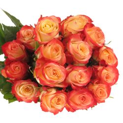Rose creme/rosa Cabaret (Ec) 50cm