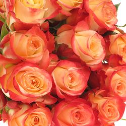 Rose creme/rosa Cabaret (Ec) 50cm