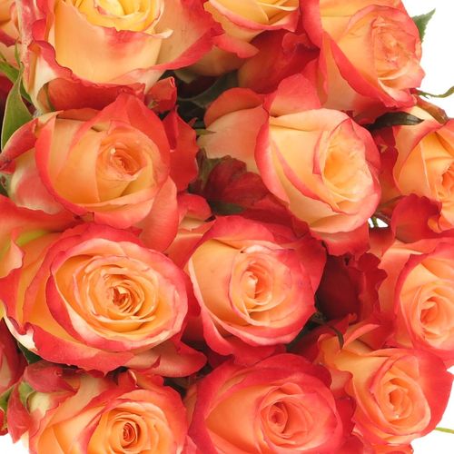 Rose creme/rosa Cabaret (Ec) 50cm
