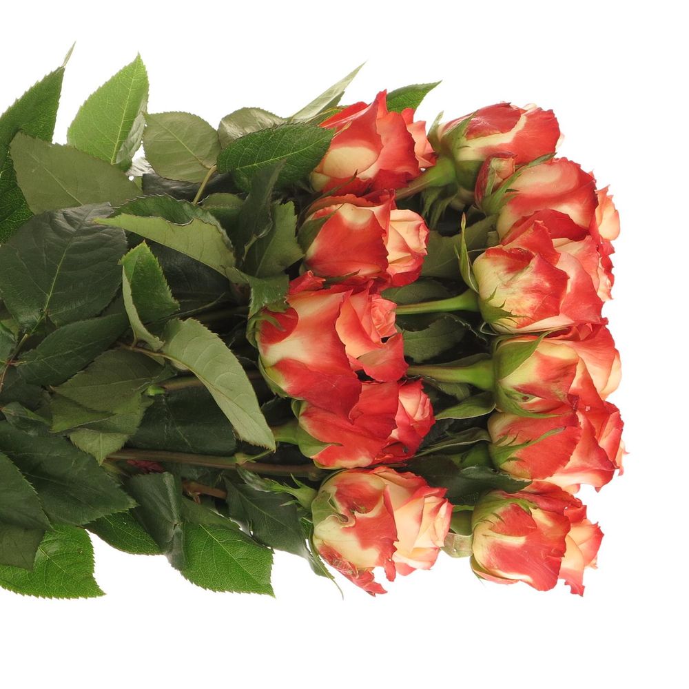Rose creme/rosa Cabaret (Ec) 50cm