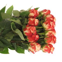 Rose creme/rosa Cabaret (Ec) 50cm