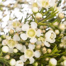 Wachsflower creme/weiss Ofir 80 Gramm 70cm
