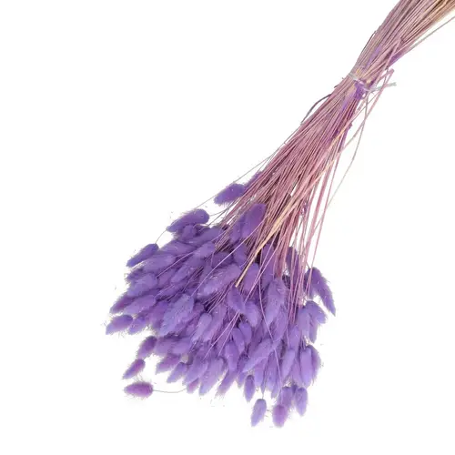 Trocken Lagurus milka L65cm 100gr