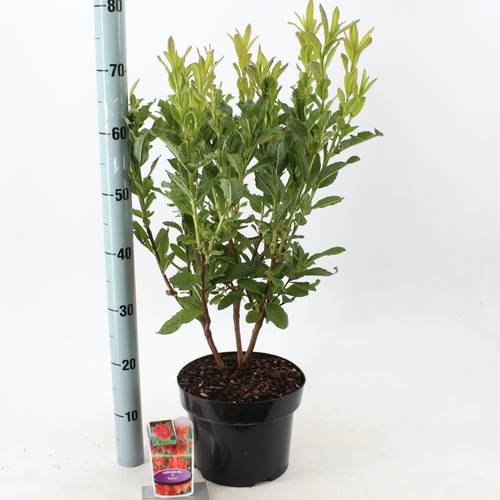 Rhodo.Ak Satan T23 H60