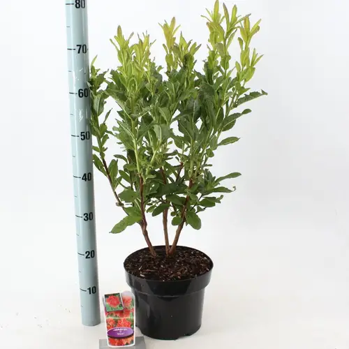 Rhodo.Ak Satan T23 H60