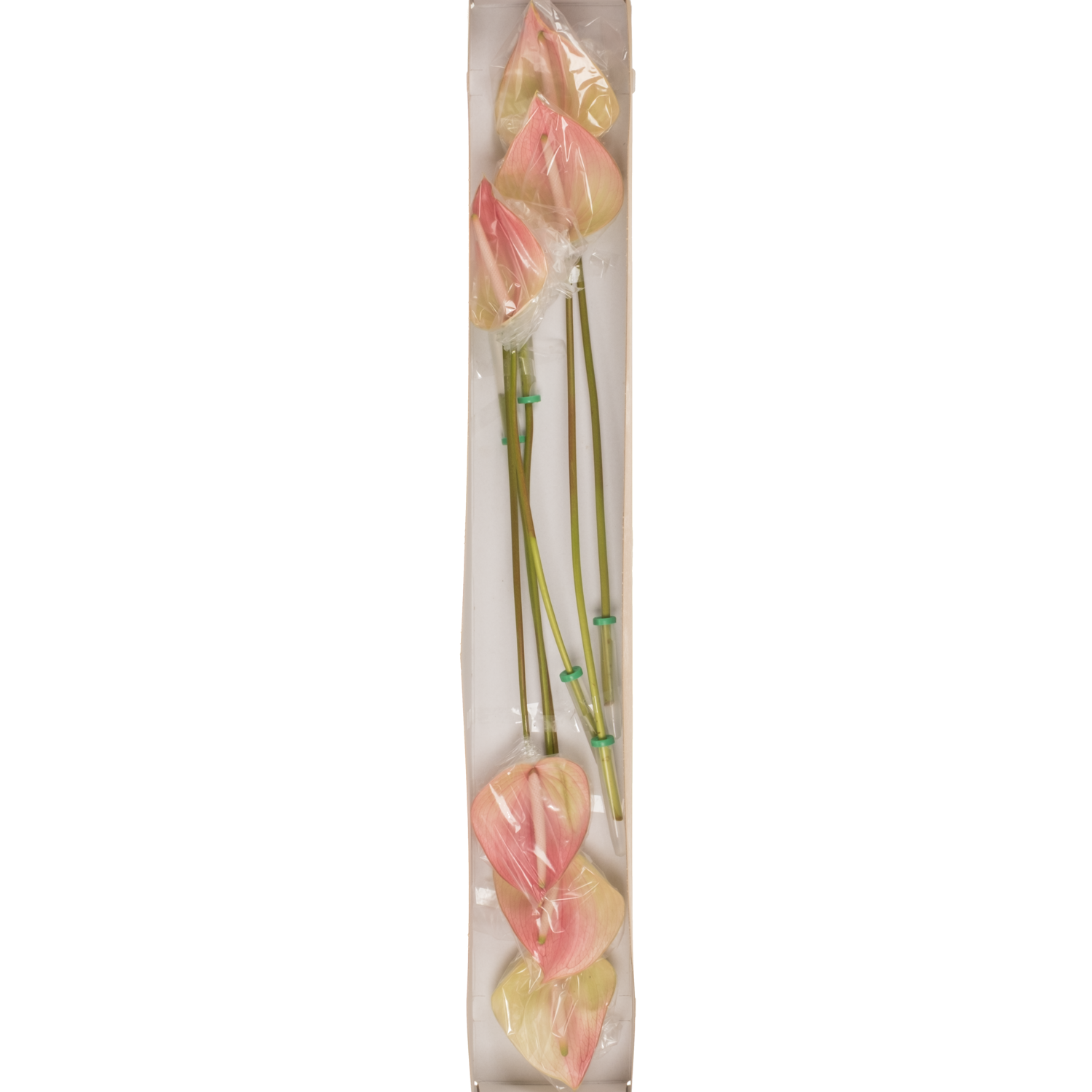 Anthurium rosa/grün Marea Blüte 13cm
