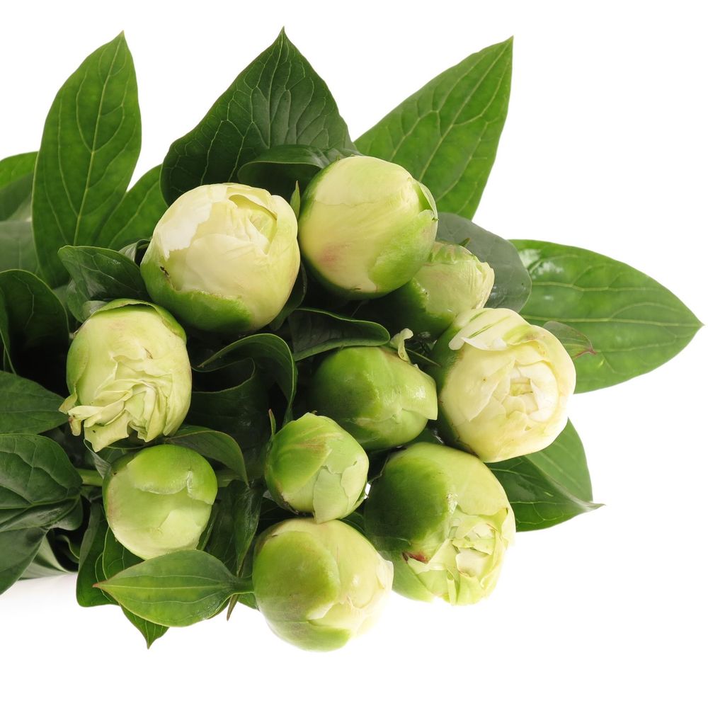 Pfingstrose weiss Bridal 60cm