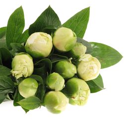 Pfingstrose weiss Bridal 60cm