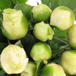 Pfingstrose weiss Bridal 60cm