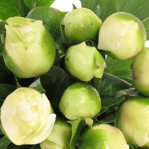 Pfingstrose weiss Bridal 60cm