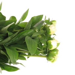 Pfingstrose weiss Bridal 60cm