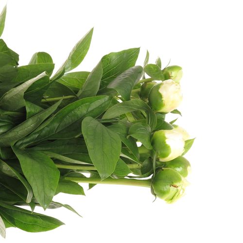 Pfingstrose weiss Bridal 60cm