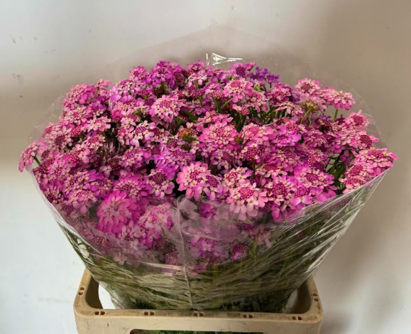 Iberis lilaLila 45cm