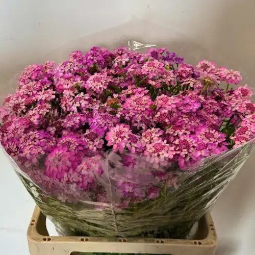 Iberis lilaLila 45cm