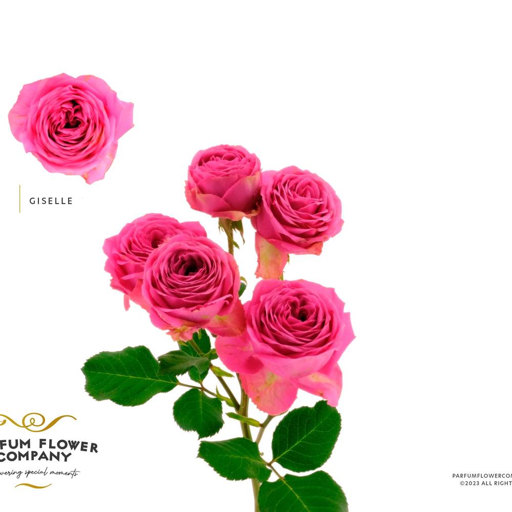 Rose verzweigt rosa Giselle 50cm