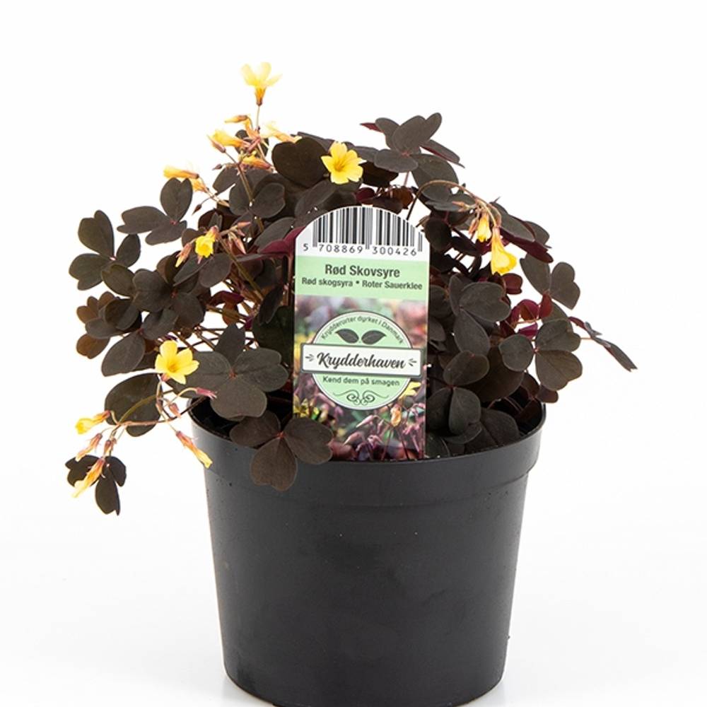 Oxalis Articulata T13.5 H020