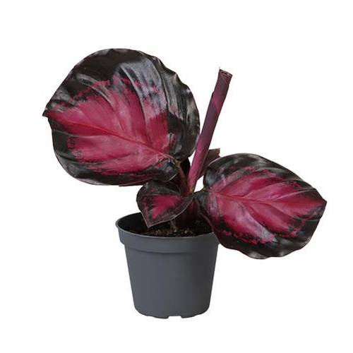 Calathea Roseopicta Crimson T6 H15