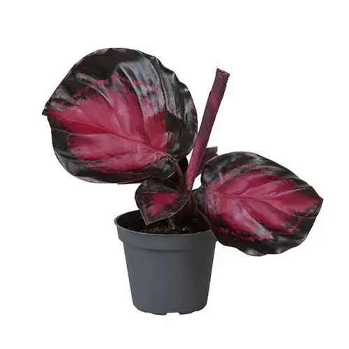 Calathea Roseopicta Crimson T6 H15