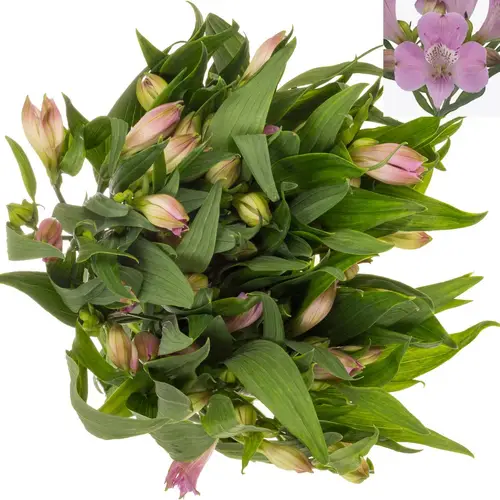 Alstroemerie milka Layla 65 Gramm 75cm