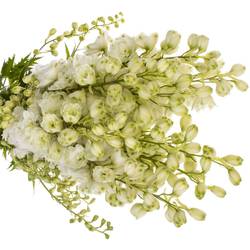 Delphinium weiss Diamant 90cm