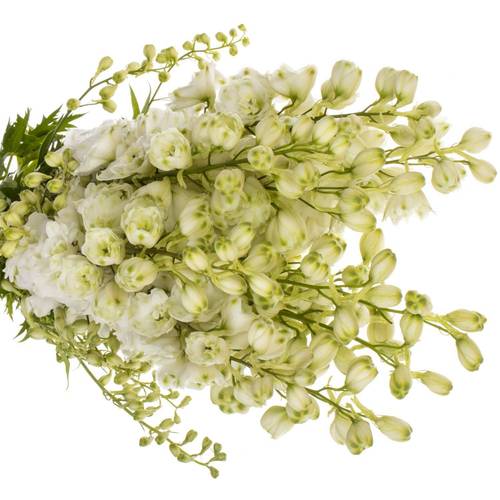 Delphinium weiss Diamant 90cm