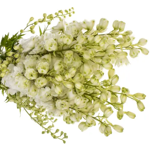 Delphinium weiss Diamant 90cm