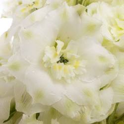 Delphinium weiss Diamant 90cm