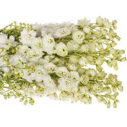 Delphinium weiss Diamant 90cm