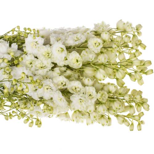 Delphinium weiss Diamant 90cm