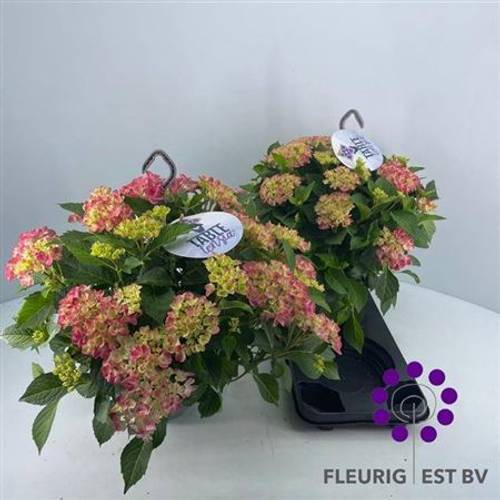 Hort. rosa Table Schn. Von Uhr T23 H045