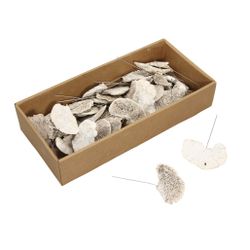 Trocken Pilze auf Draht gebleicht x40