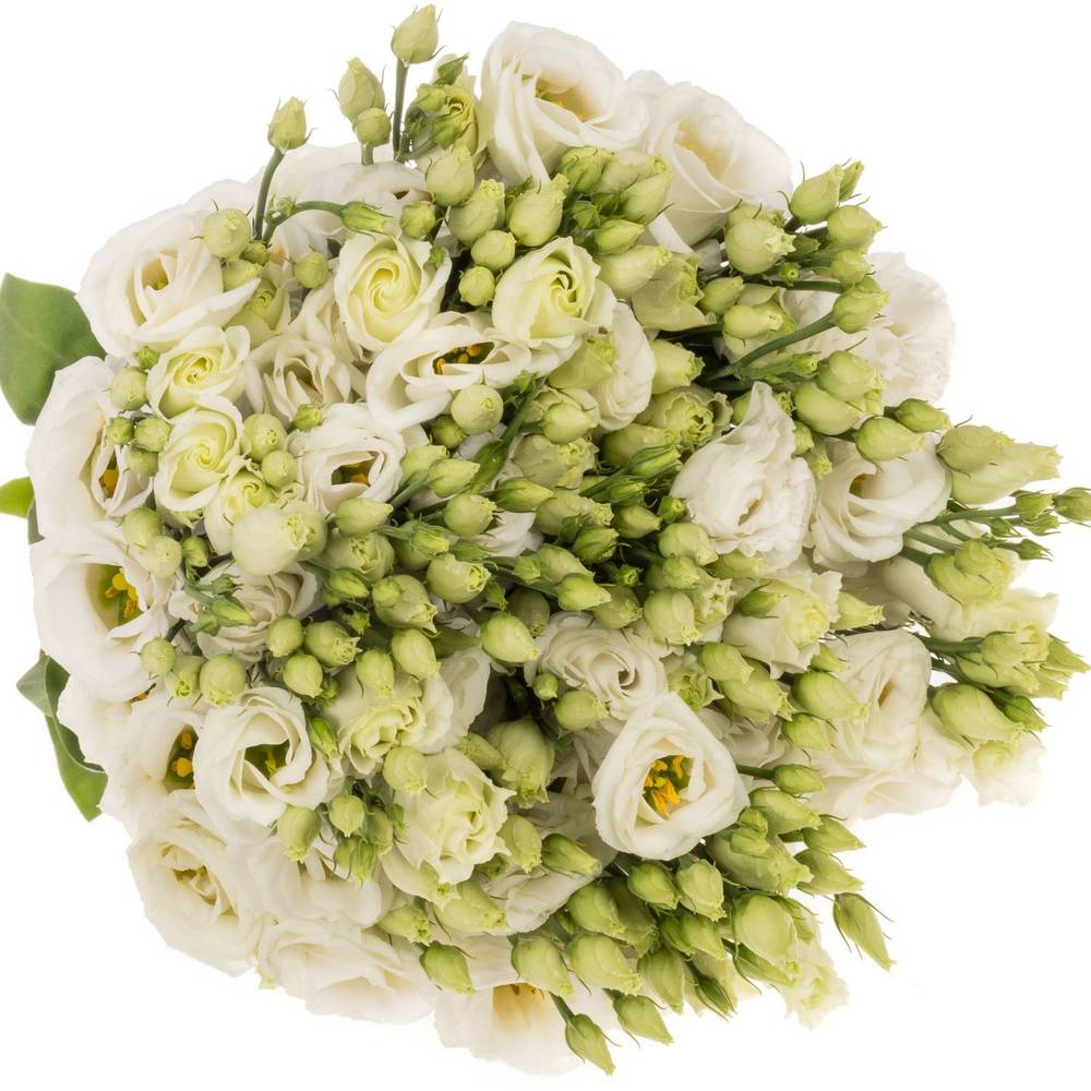 Lisianthus weiss Rosita Waalzicht
