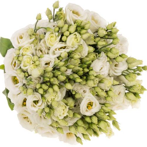 Lisianthus weiss Rosita Waalzicht