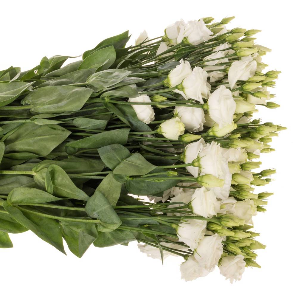 Lisianthus weiss Rosita Waalzicht