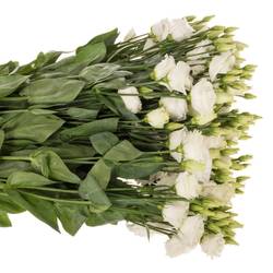 Lisianthus weiss Rosita Waalzicht