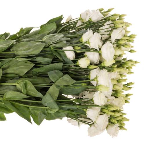 Lisianthus weiss Rosita Waalzicht