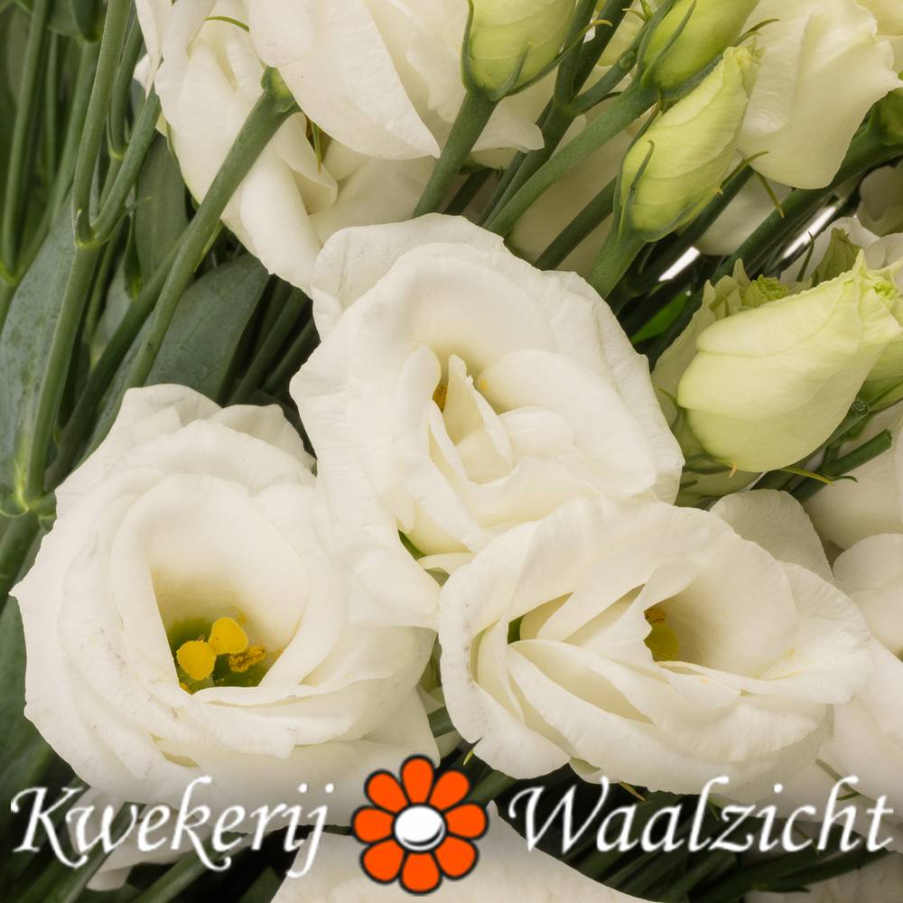 Lisianthus weiss Rosita Waalzicht