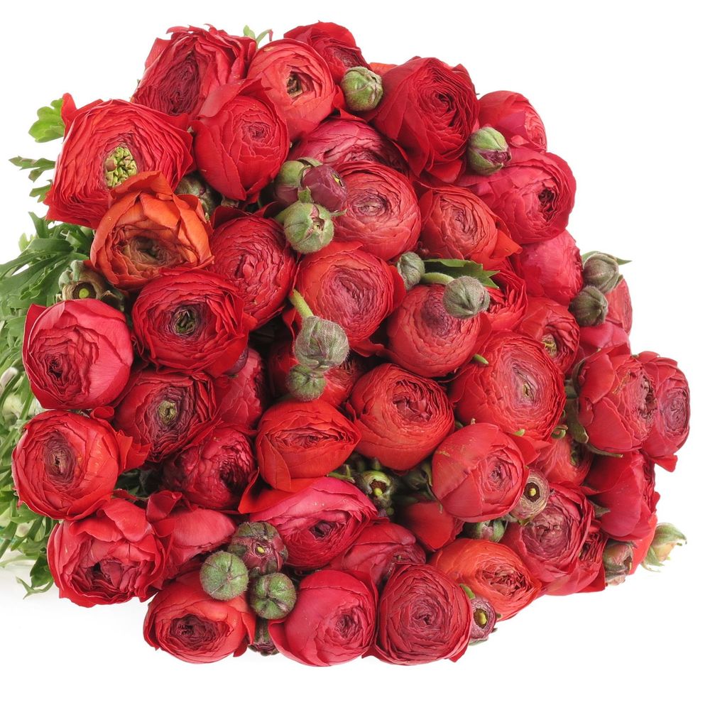 Ranunkel rot Super Bulbilli 40cm