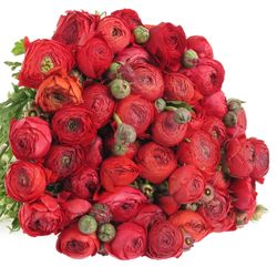 Ranunkel rot Super Bulbilli 40cm