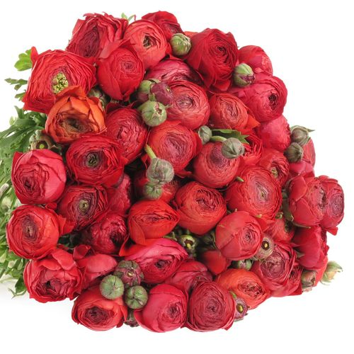 Ranunkel rot Super Bulbilli 40cm