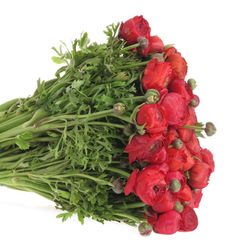 Ranunkel rot Super Bulbilli 40cm