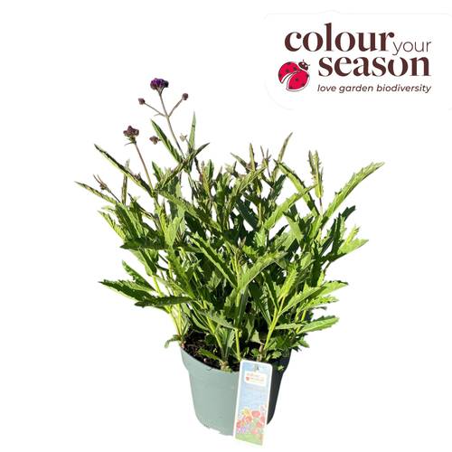 Verbena lila Rigida Venosa T19 H035