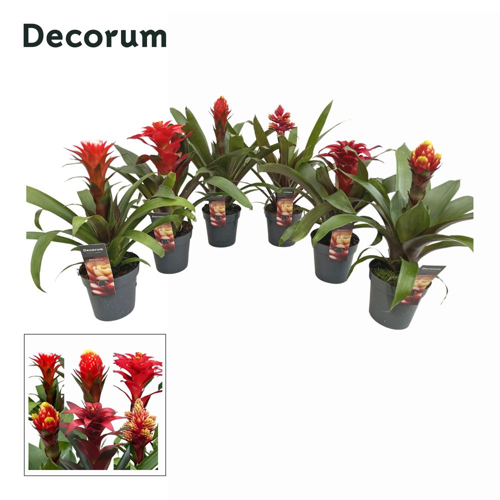 Guzmania rot Special mix T13 H45