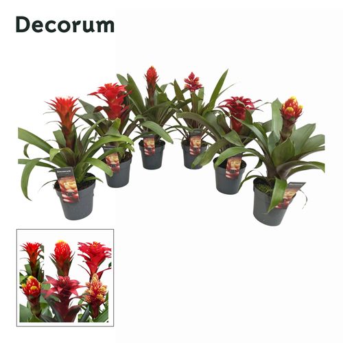 Guzmania rot Special mix T13 H45