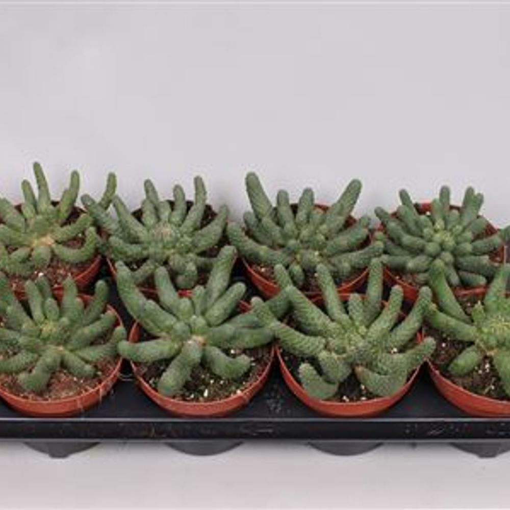 Euphorbia Inermi T13 H020