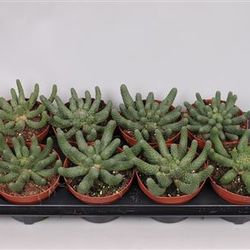 Euphorbia Inermi T13 H020