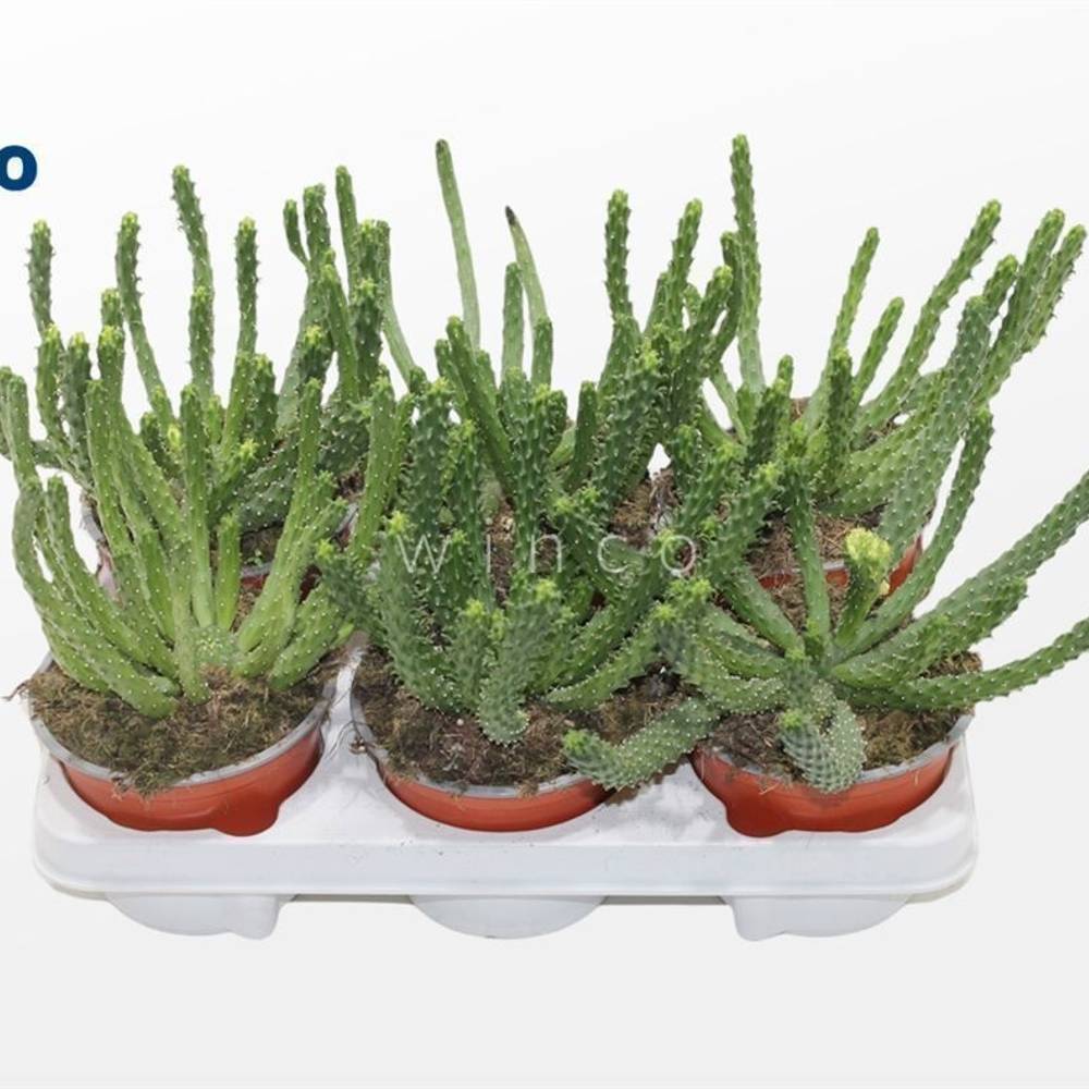 Euphorbia Inermi T13 H020