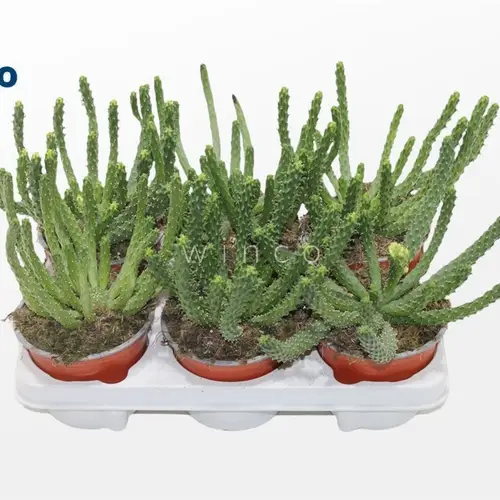 Euphorbia Inermi T13 H020