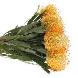 Nutans orange Goldie 35cm X10